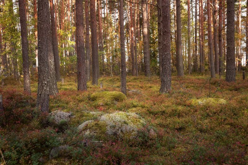 Осеннее фото превью