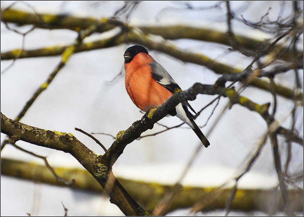 москва, парк, зима, снегирь, АНАТОЛИЙ ДОВЫДЕНКО