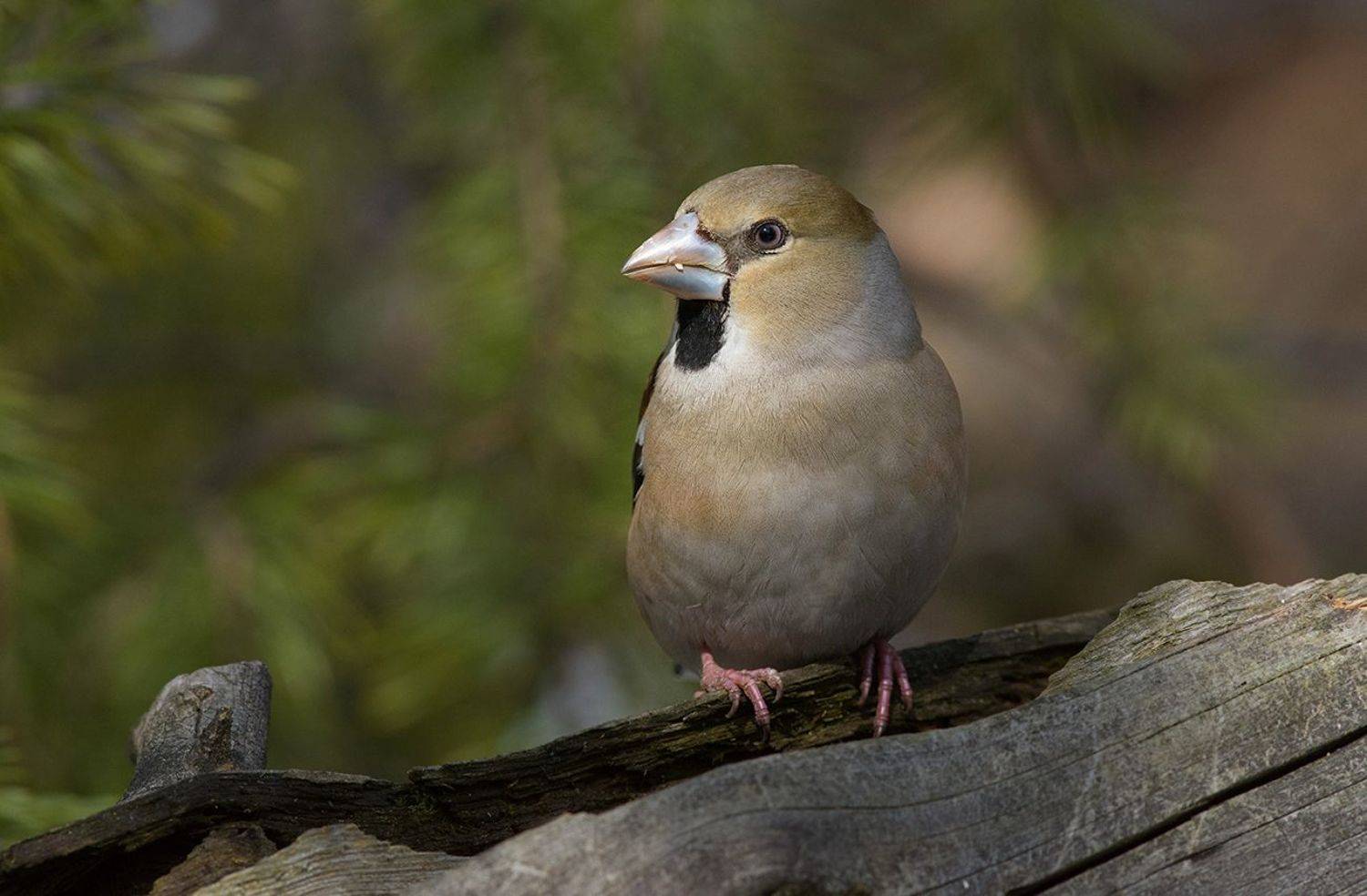 дубонос,самка,бор, Иван