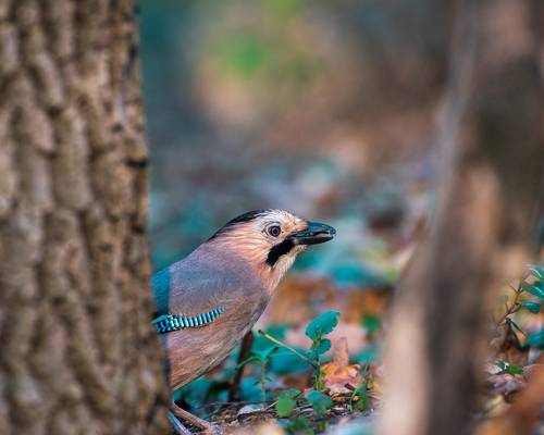 Сойкины дни
