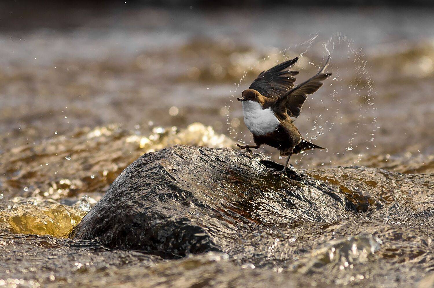 , Калинин Михаил