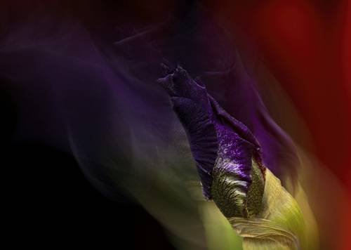 purple iris bud