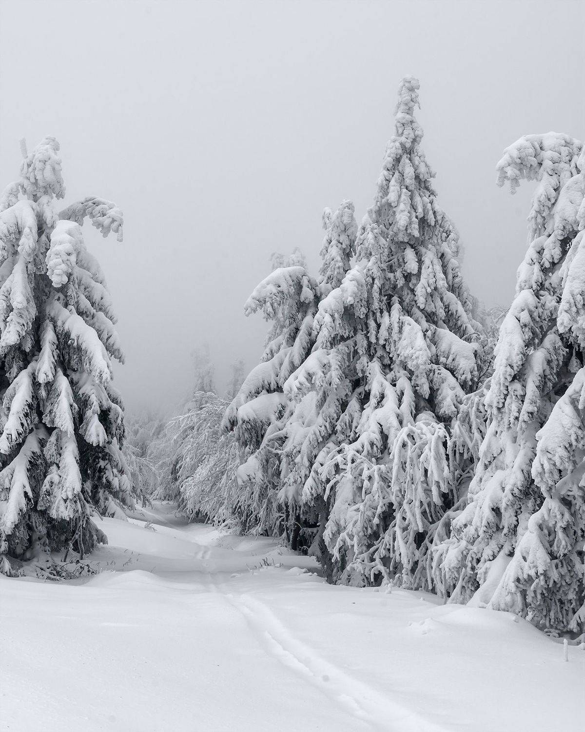 winter, snow, cold, snowing, ice, wintertime, forest, woods, trees, tree, hiking, wood, outdoors, cz, czechrepublic, europe, valassko, beskydy, sigma, nikon, art, white, landscape, blue, clouds, nature, christmas, beauty, scenery, bluehour, outside, xmas, Овчинников Дмитрий