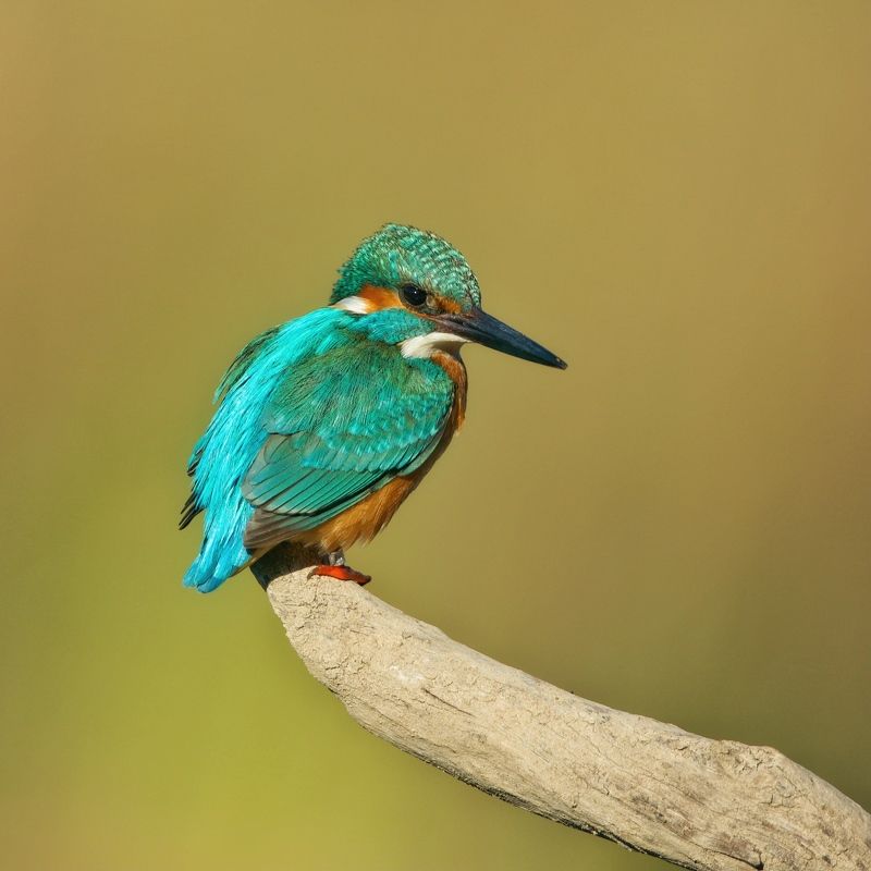 Kingfisher  фото превью