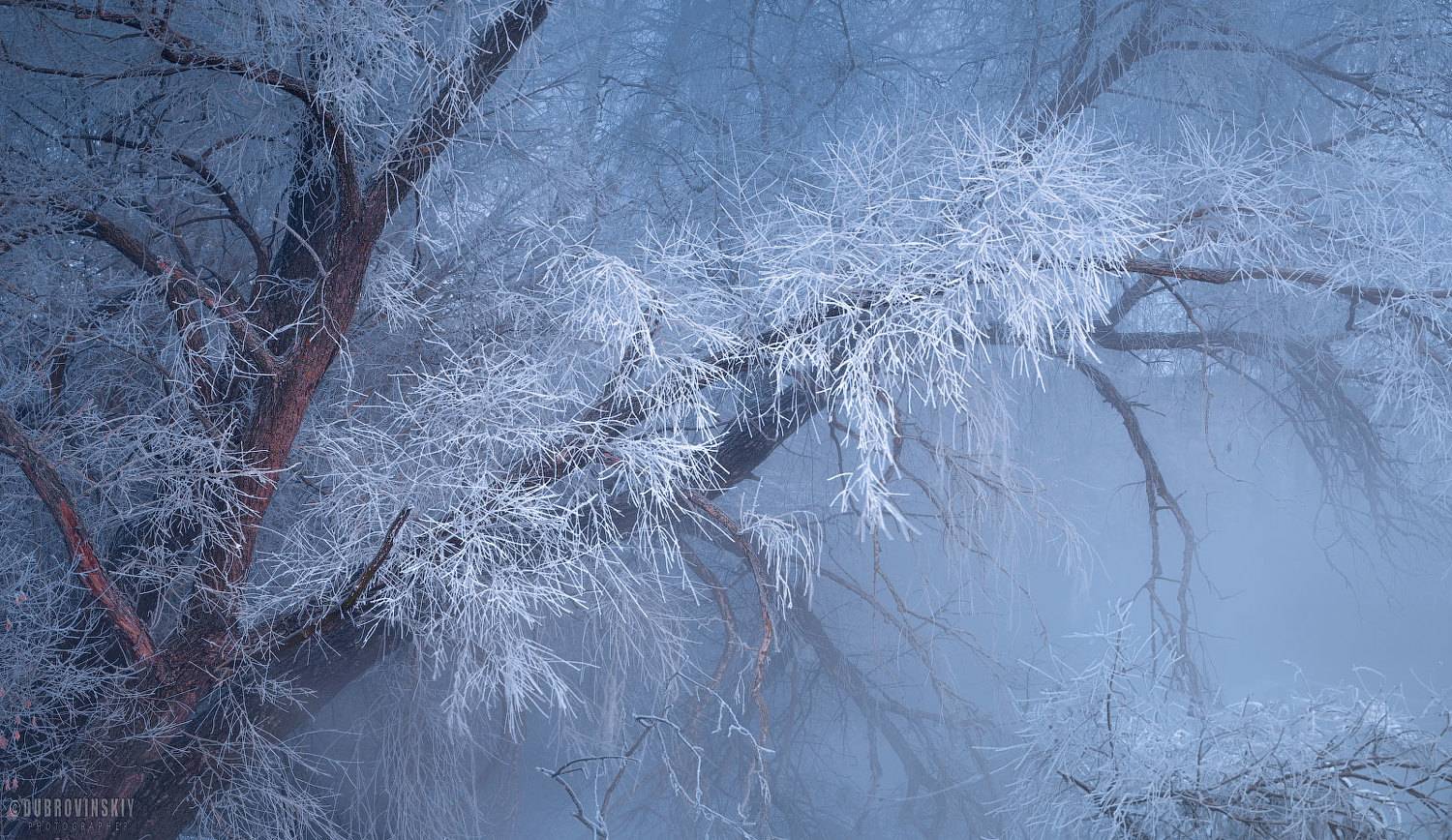 иней, мороз, дерево, ветвь, зима, Дубровинский Михаил