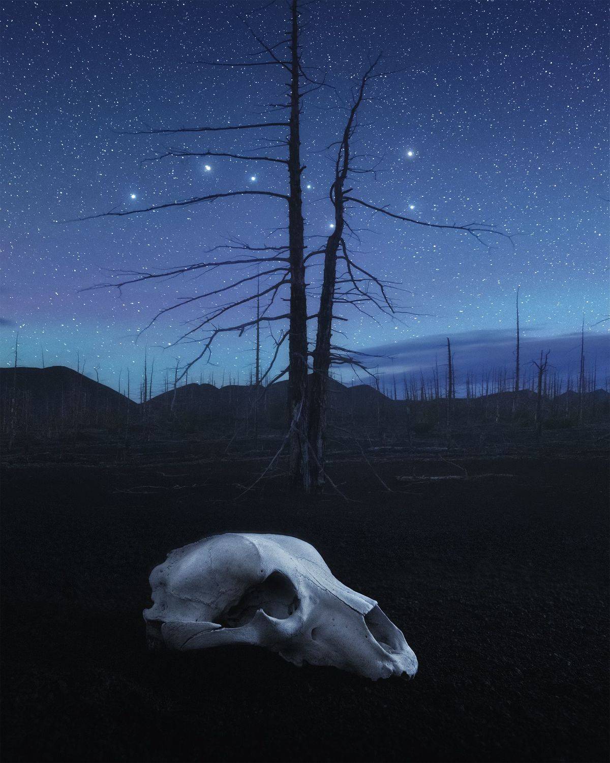 , Политова Анна