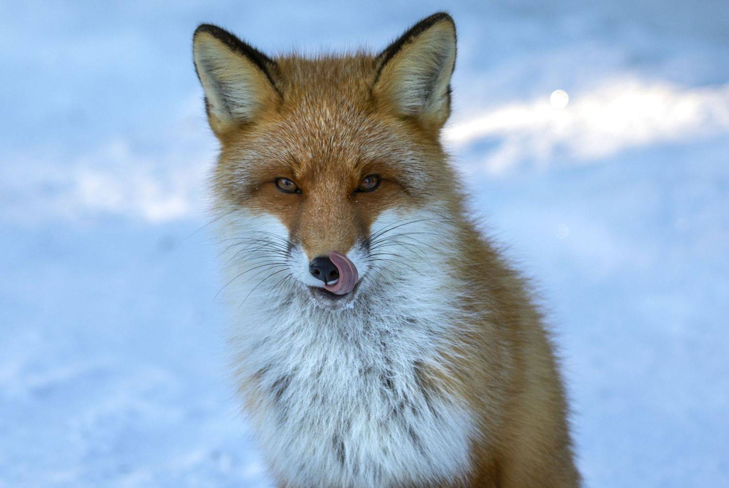 Природа, животные, лиса, хищники, тайга, Сибирь, Югра, Татьяна Борисова