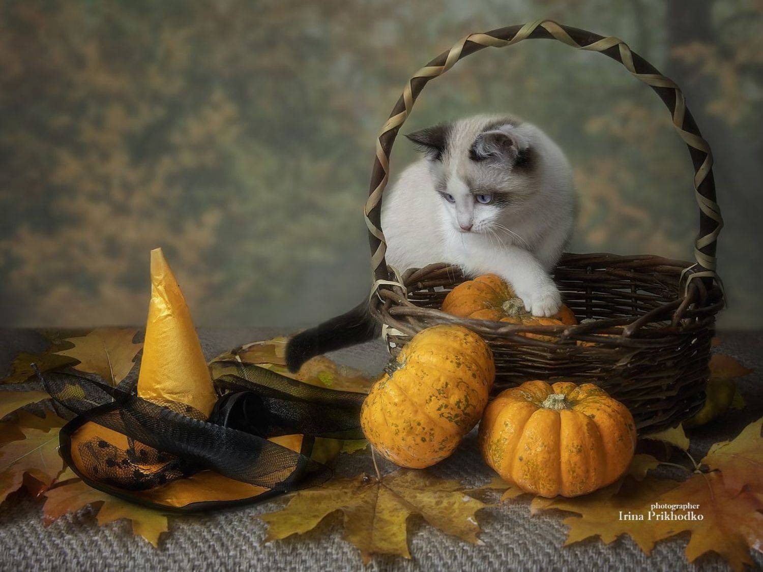 постановочное фото, котики, котята, осень, , Приходько Ирина
