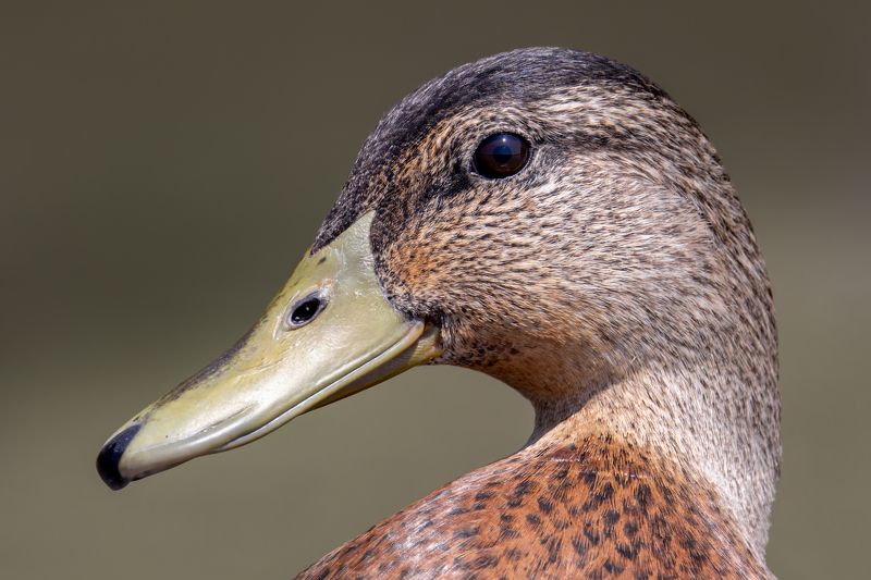 Mallard фото превью