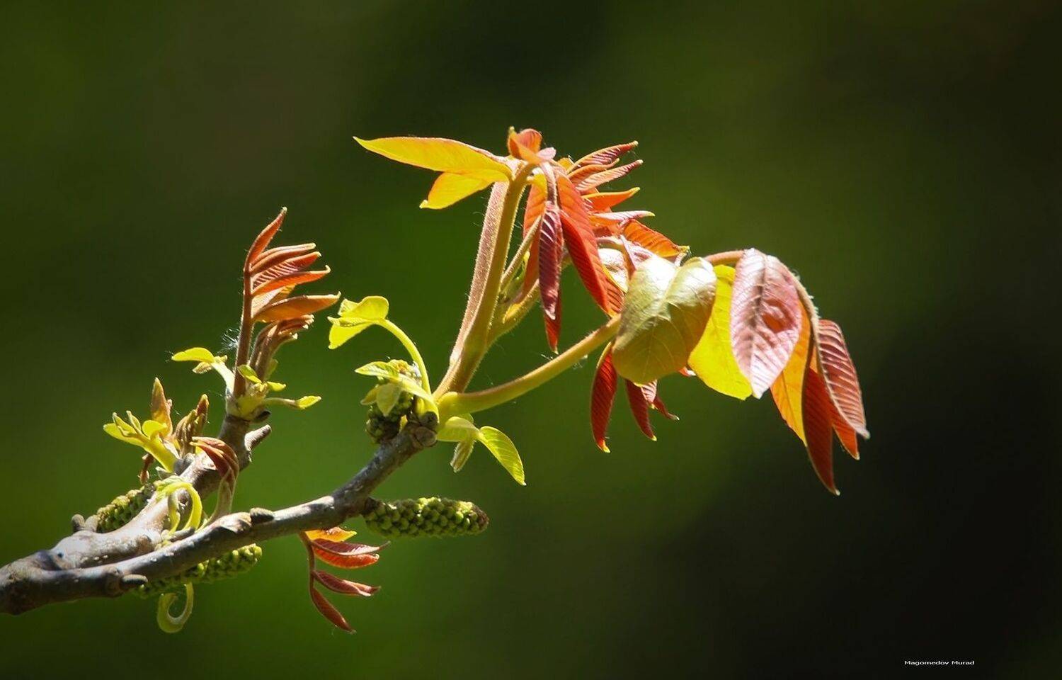 листья,утро,свет,краски,, Magov Marat