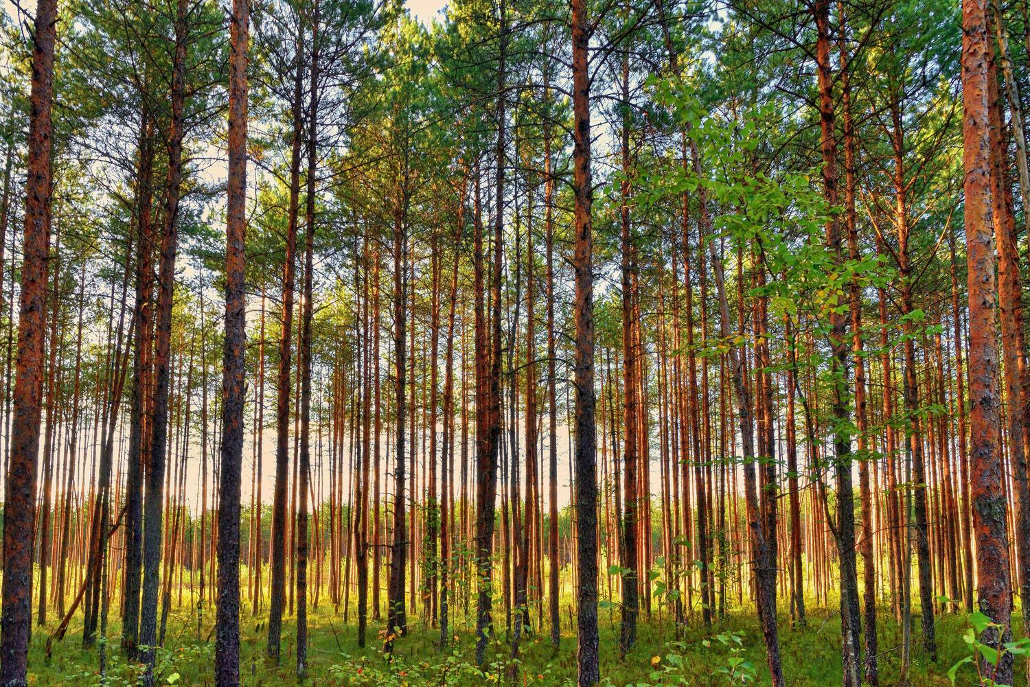 моховое болото, тверская область, сосны,, Байдуков Александр