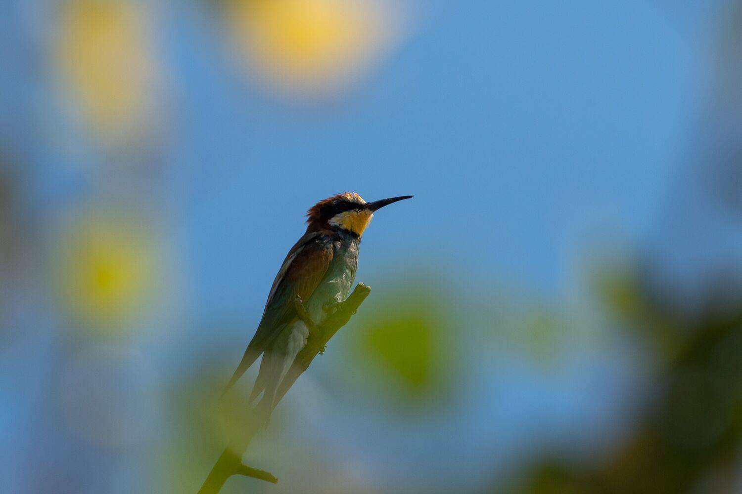Merops apiaster, bird, birds, birdswatching, volgograd, russia, , Сторчилов Павел