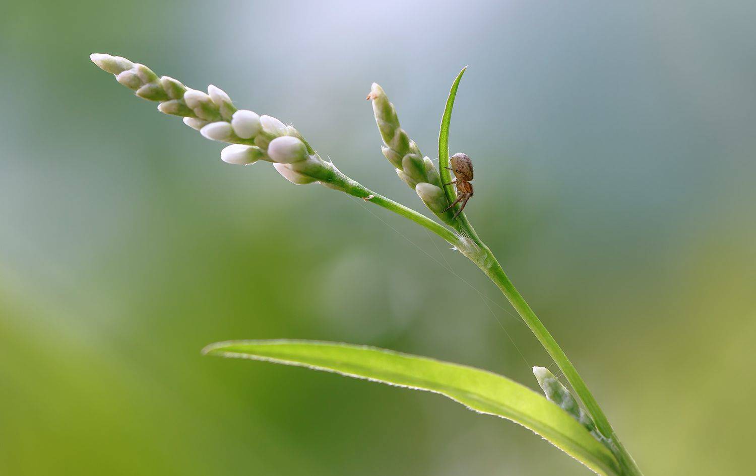 паук, макро, macro, Ершова Юлия