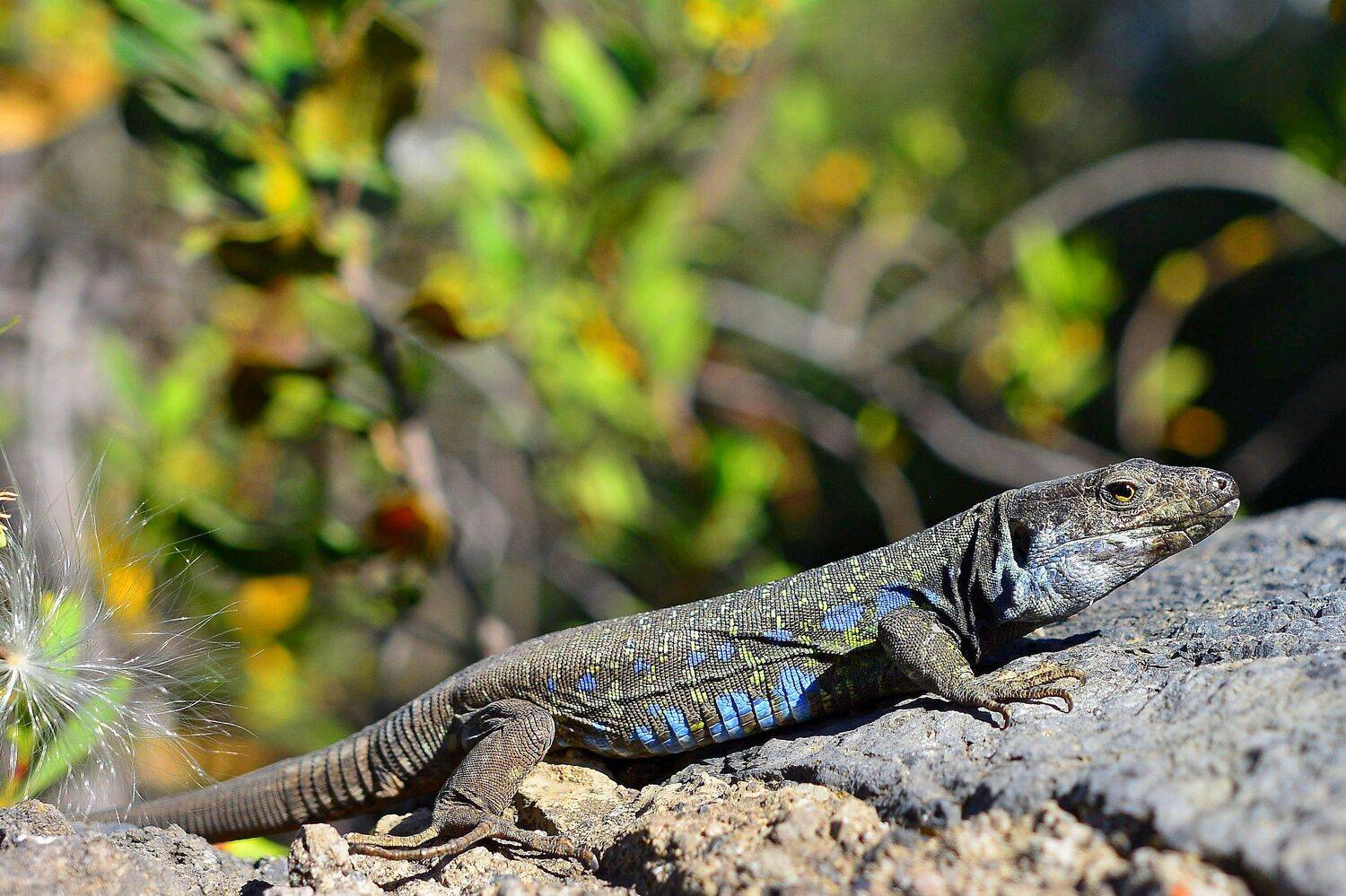 , Корнейчук Игорь