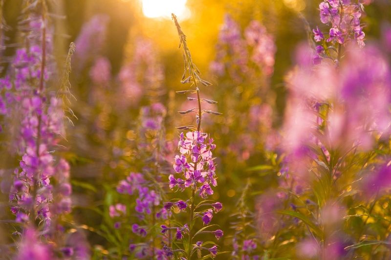 Кипрей фото превью