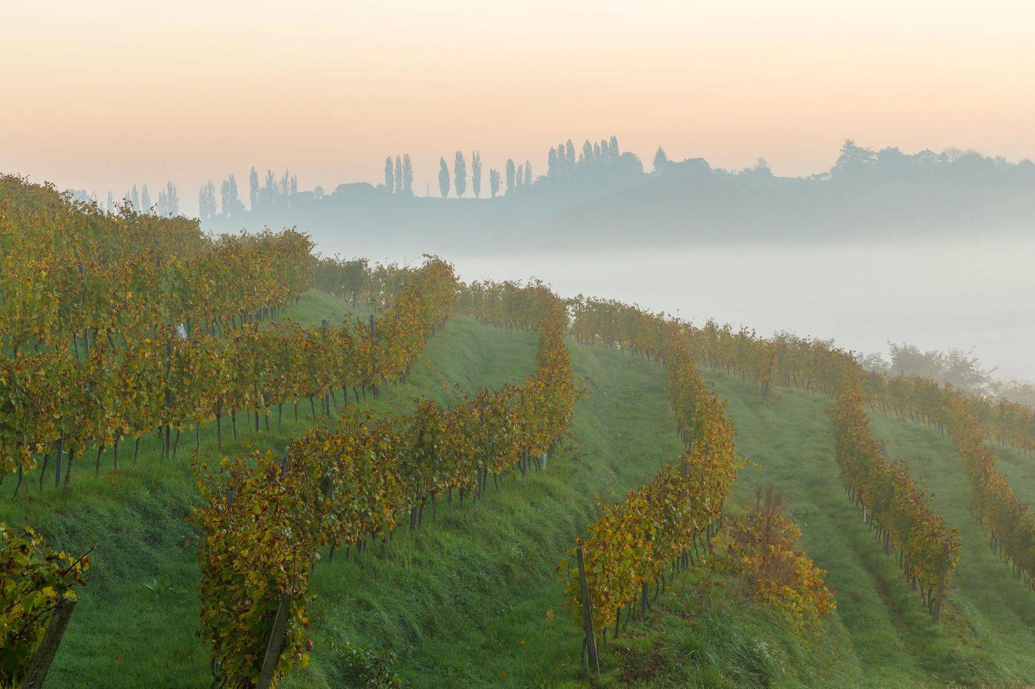 , Евгения Чех