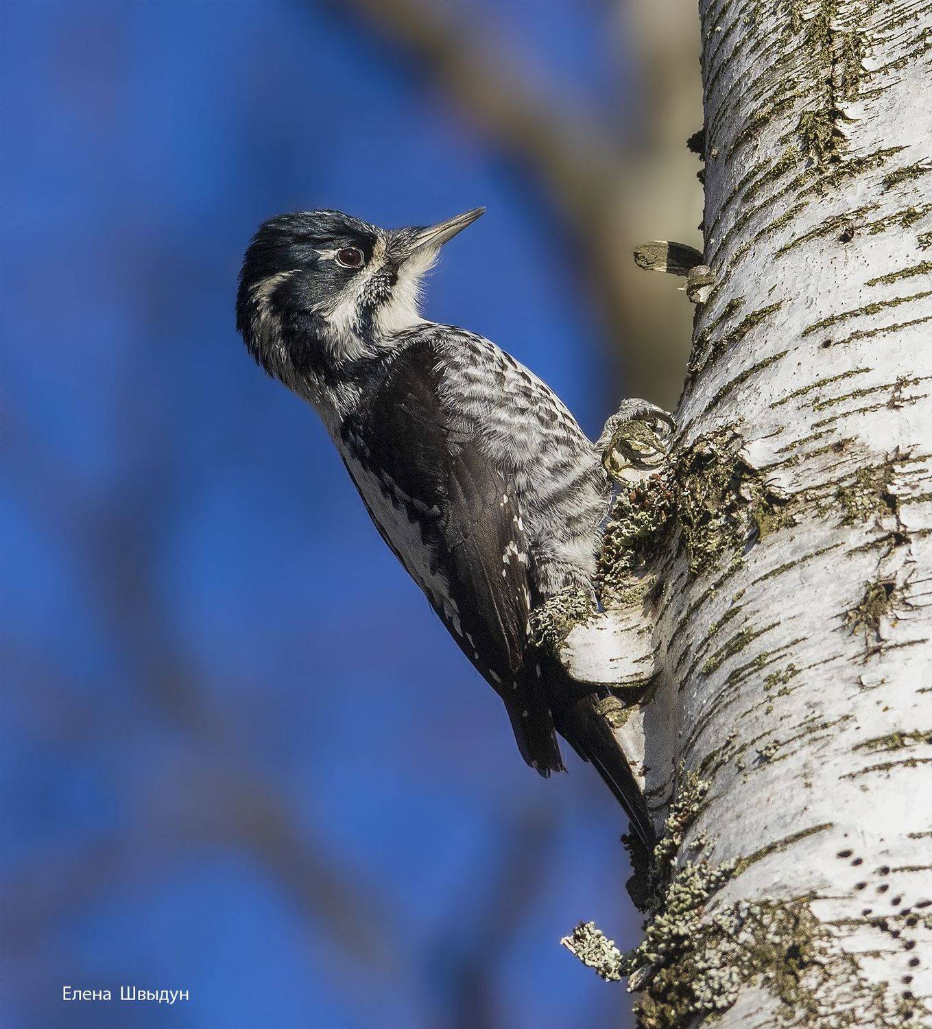 bird of prey, animal, birds, bird, animal wildlife,  nature, animals in the wild, трёхпалый дятел, eurasian three toed woodpecker, птицы, птица, Елена Швыдун