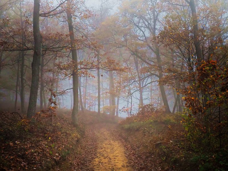 Misty forest 12 фото превью