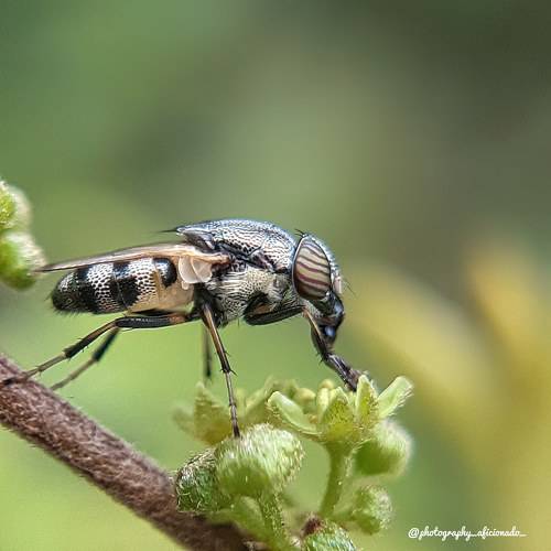 A little bee takes a nectar. Mobile photography 