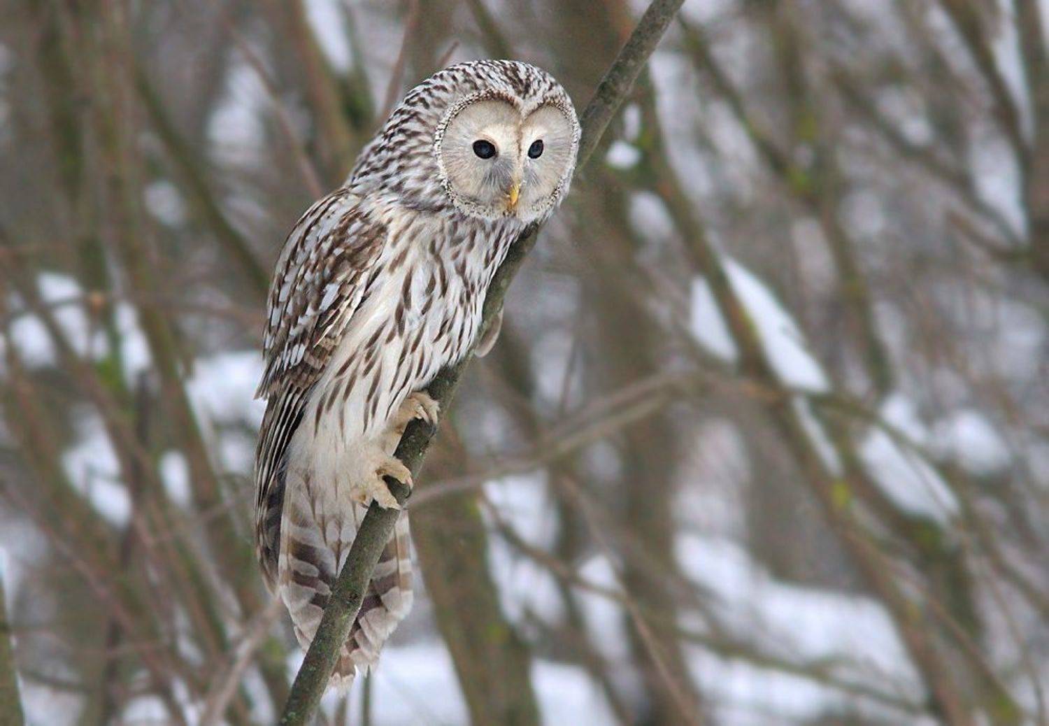 , Михаил Крюков