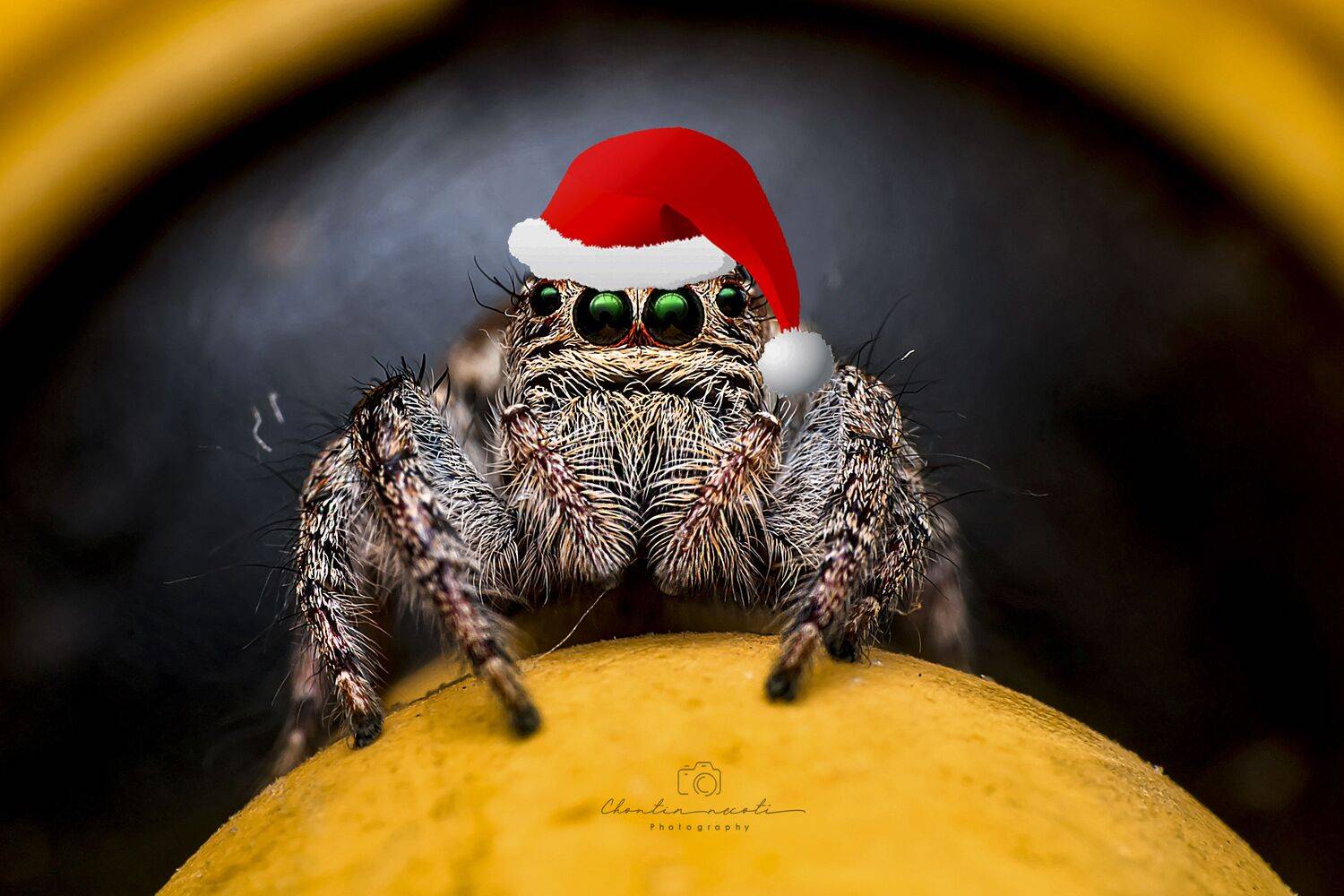marry chrismas, small, spider, red, macro, oneshot, animal, garden, yellow, black, focus, eyes, legs, long, NeCoTi ChonTin