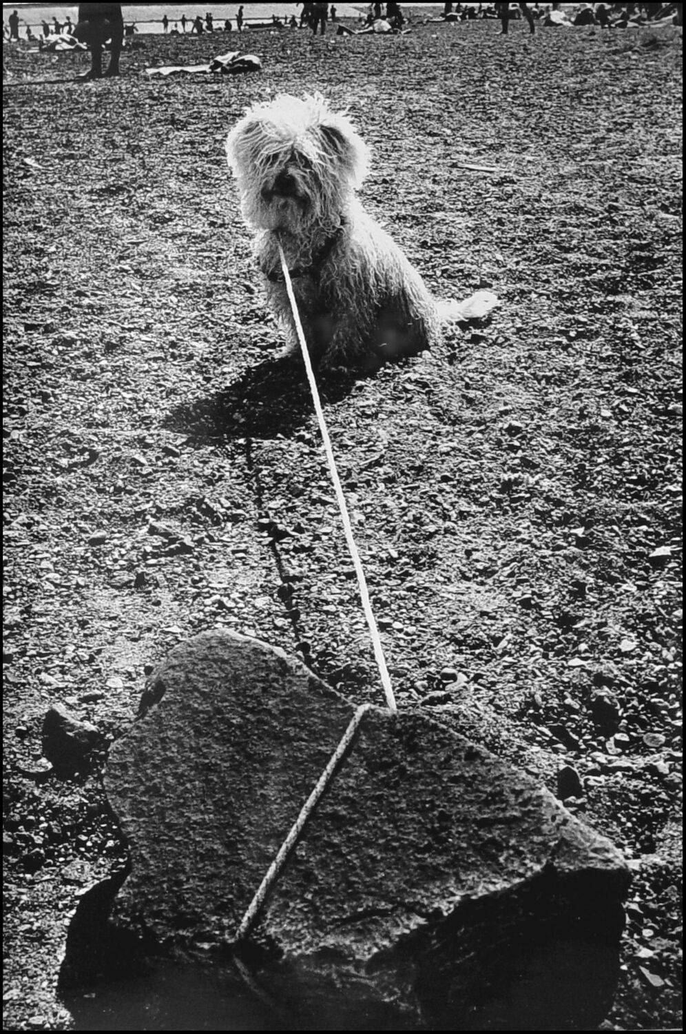 , Меднов Влад