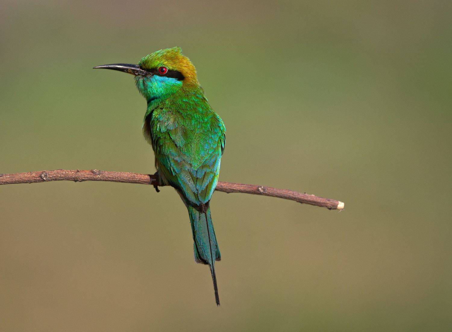 closeup, bird, birds, wild, wings, beauty, nature, swan, feather, spread, little sparrow,animal,animals,nikon,tailorbird,portrait,eyes,bee, G N RAJA