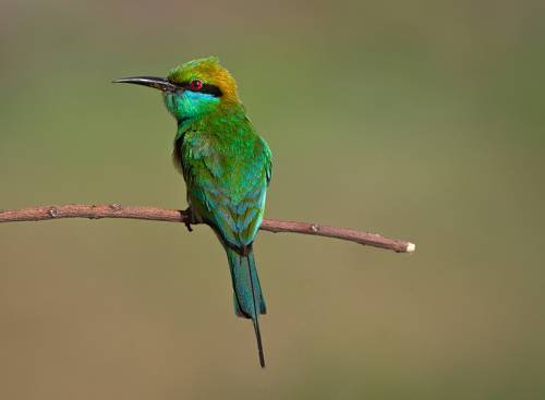Bee-eater