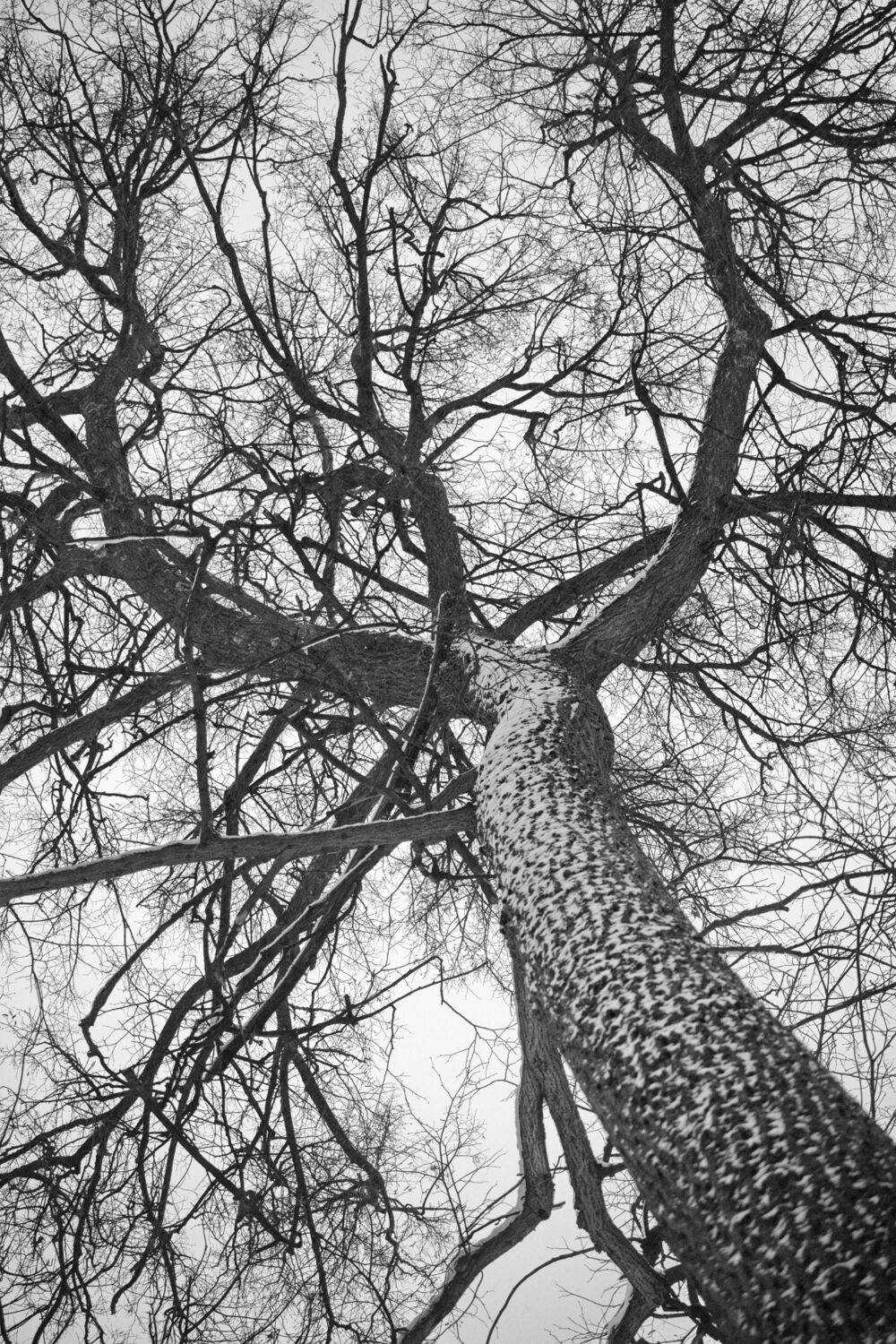 , Елена Колосова