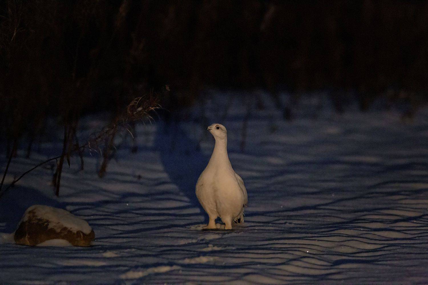 птицы,курапатка,коми,печора,север,зима,мороз,лес,красота,анималистика,кенон,bird,skomi,pechora,north,winter,, Триер Игорь