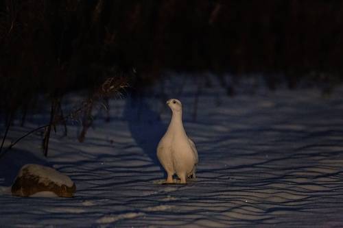 Ночной дозор