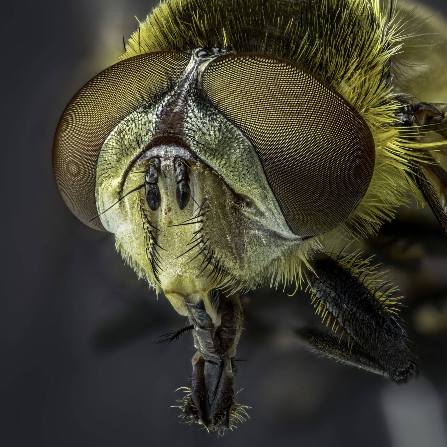 , Армен Майтесян