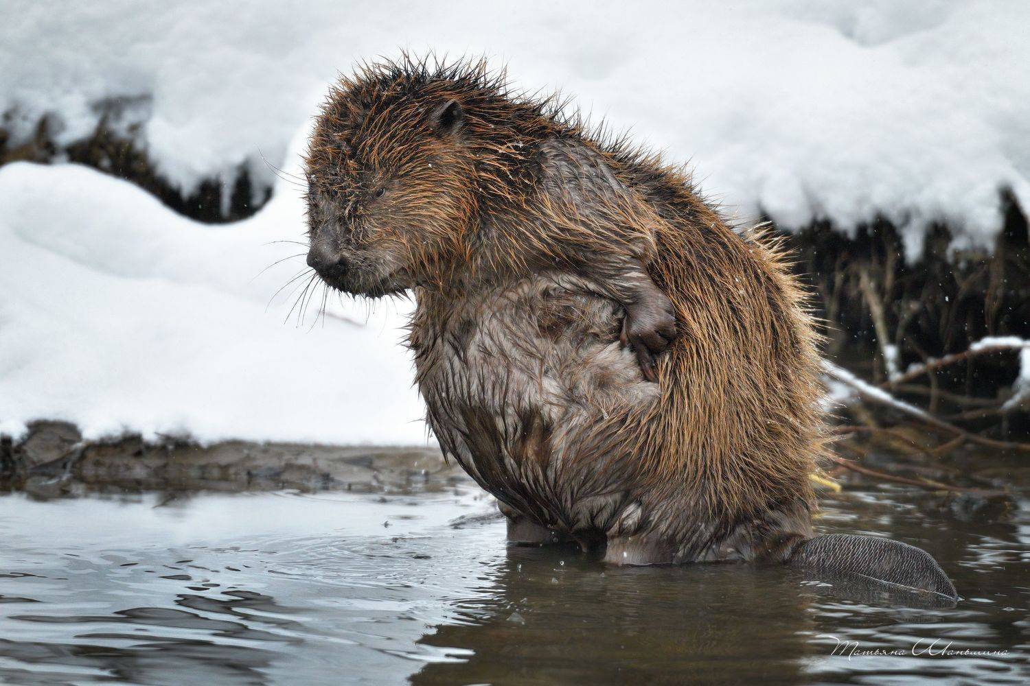 , Татьяна Шаньшина