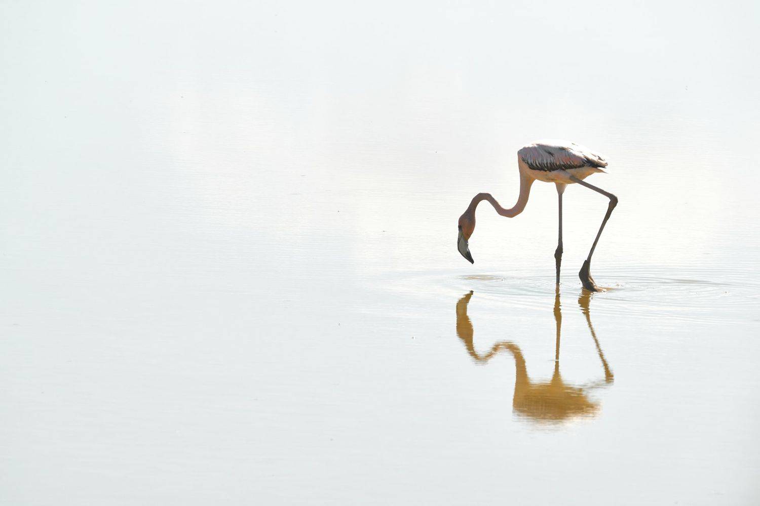 фламинго, птицы, озеро, небо, PAVEL PEREPECHAEV