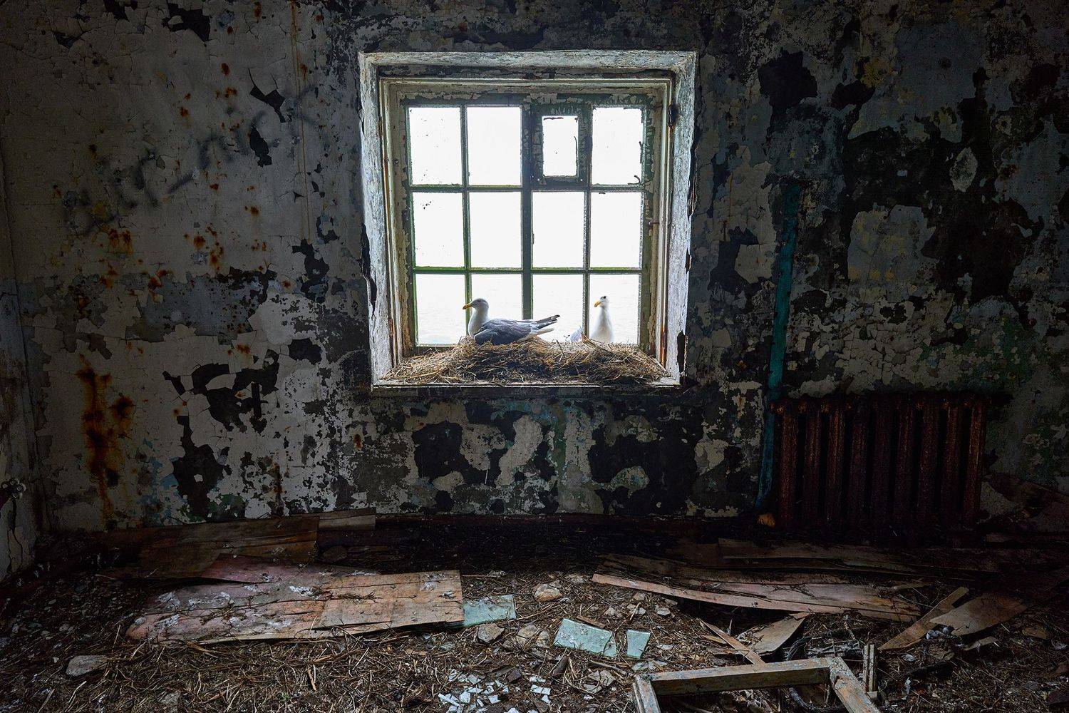 маяк анива, чайки, сахалин, маяк, путешествия, PAVEL PEREPECHAEV