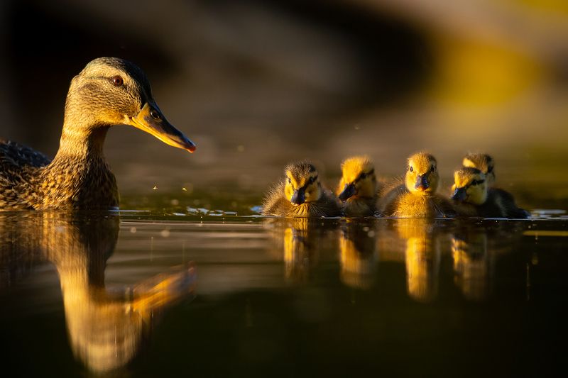 Family фото превью