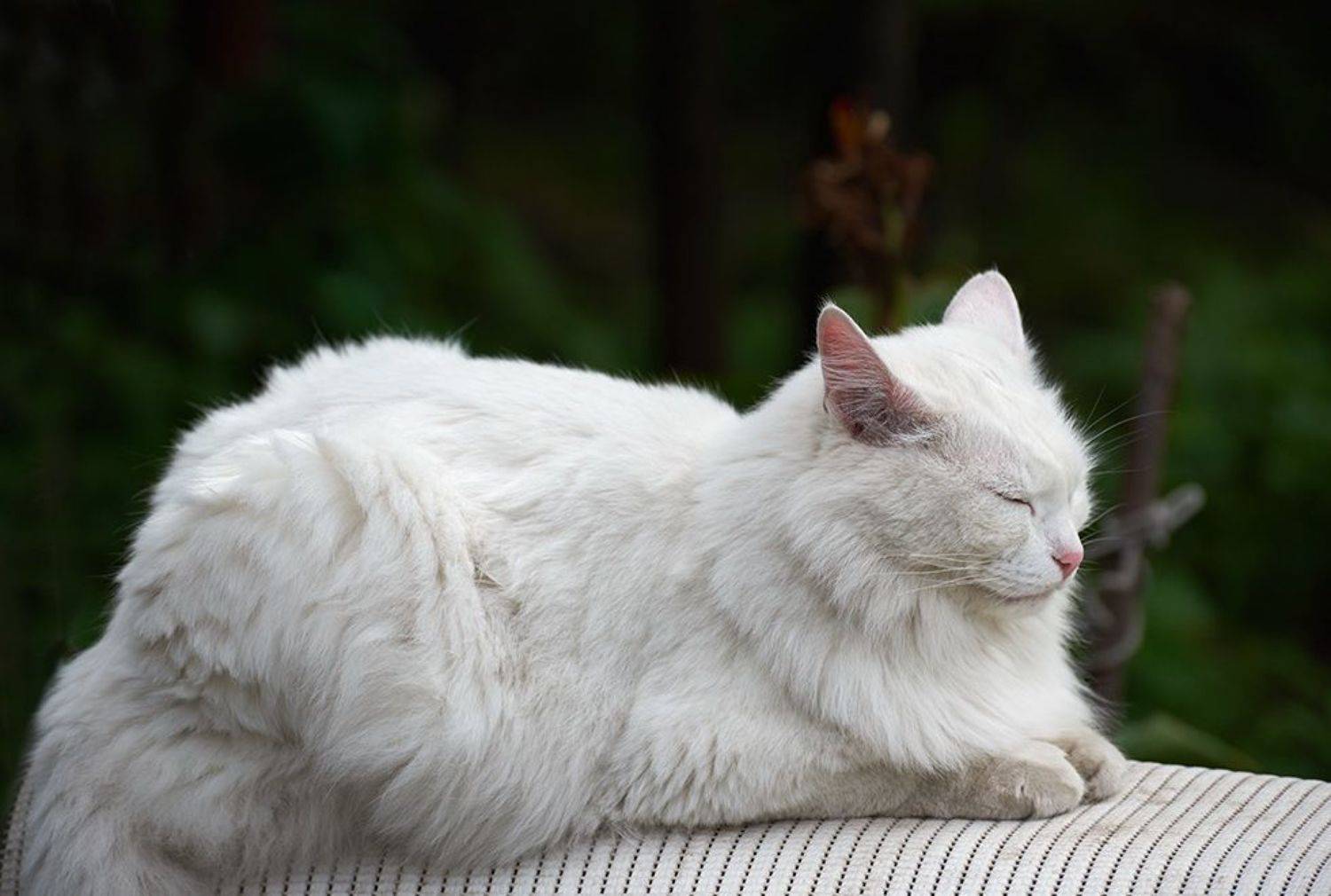 , Владимир Краснов