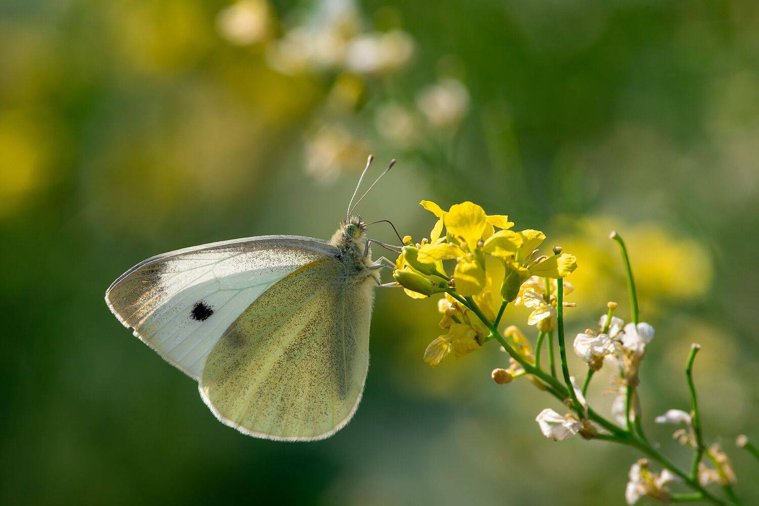 Pieris rapae, butterfly, volgograd, russia, wildlife, macro, , Сторчилов Павел