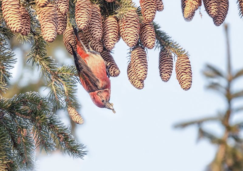 птица, клёст, самец, клёст.. фото превью