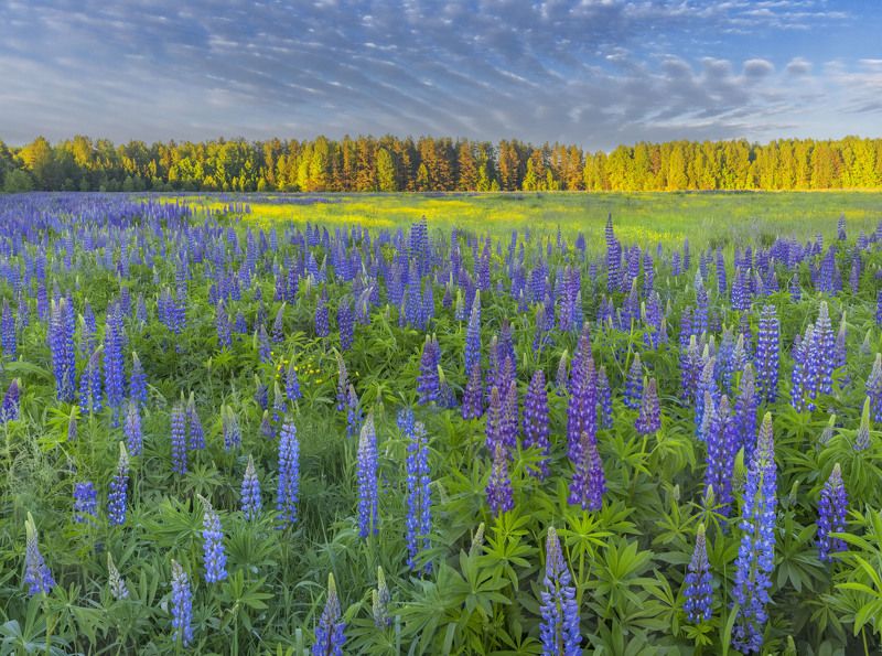 Середина июня в средней полосе. фото превью