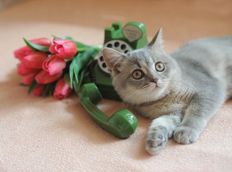 Kitten Sibusya фото превью