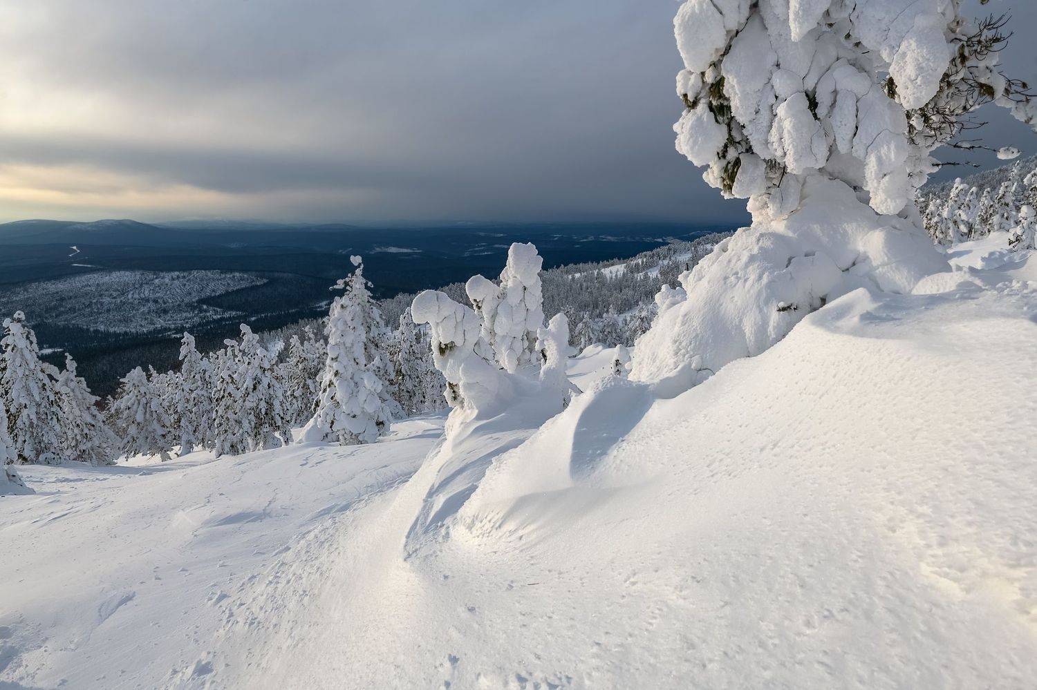 сибирь, аргыджек, зима, снег, иней, ели, Фомина Марина
