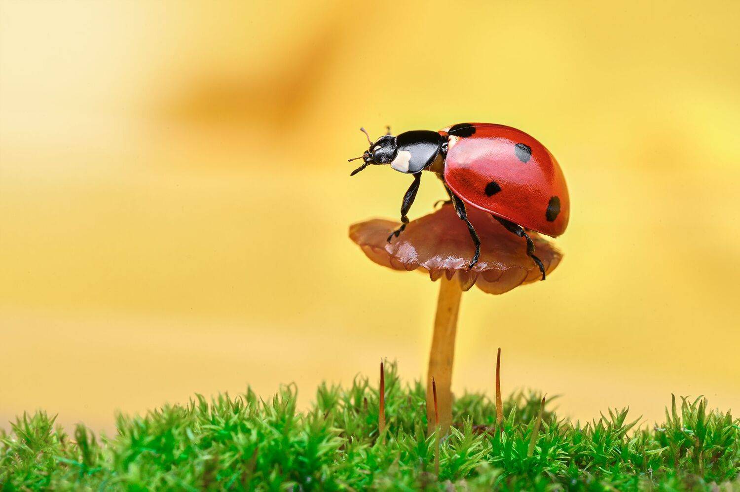 ceclii, macro, Ganev Tsvetan