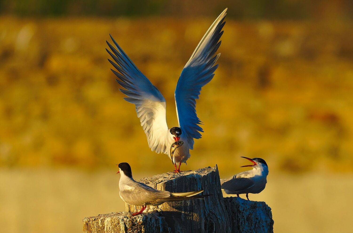 , Красимир Георгиев