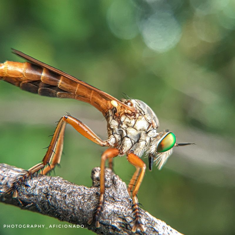 Macro Macro view of ommatius. Mobile photography  фото превью