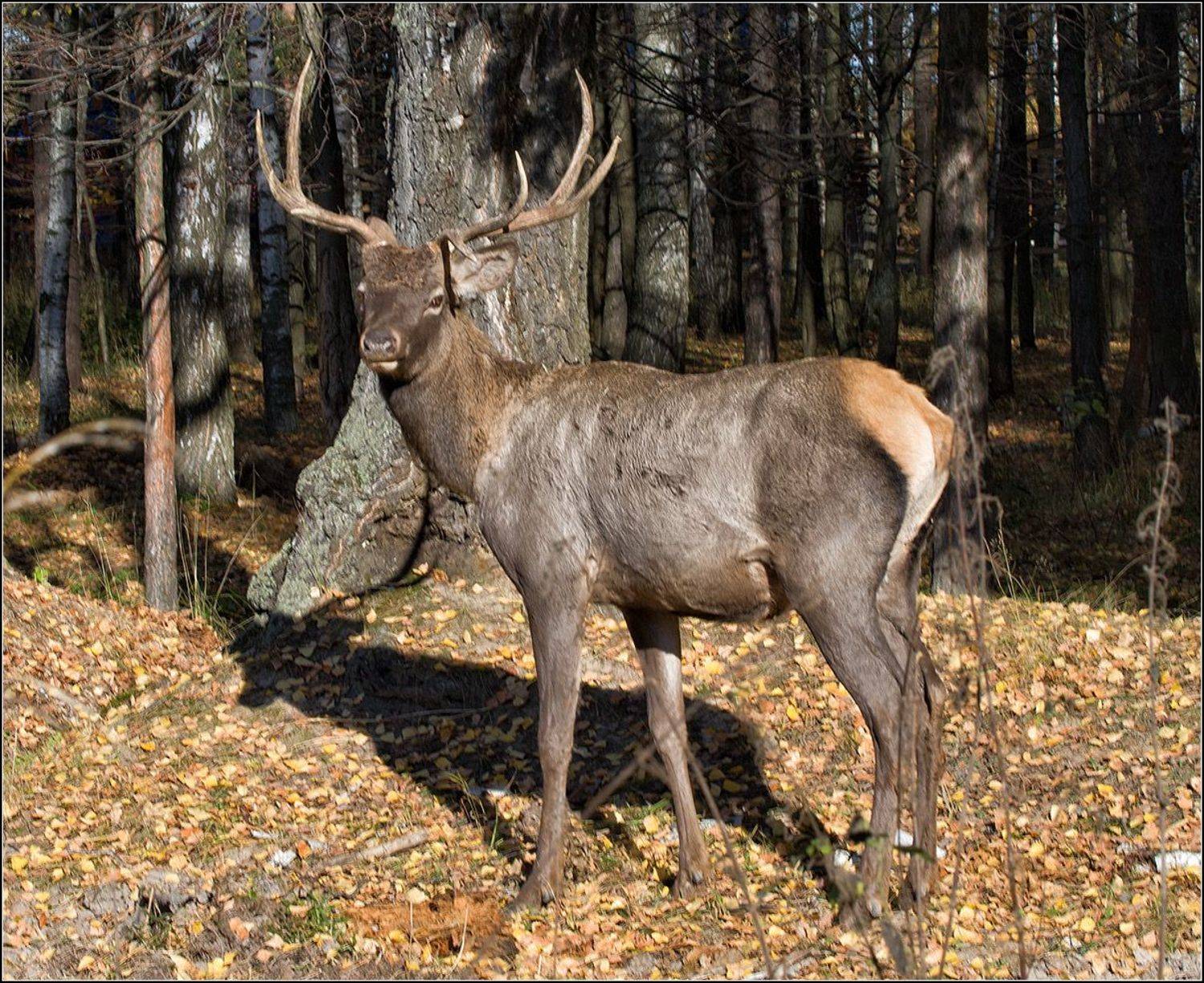 москва, нац. парк лосиный остров, осень, АНАТОЛИЙ ДОВЫДЕНКО
