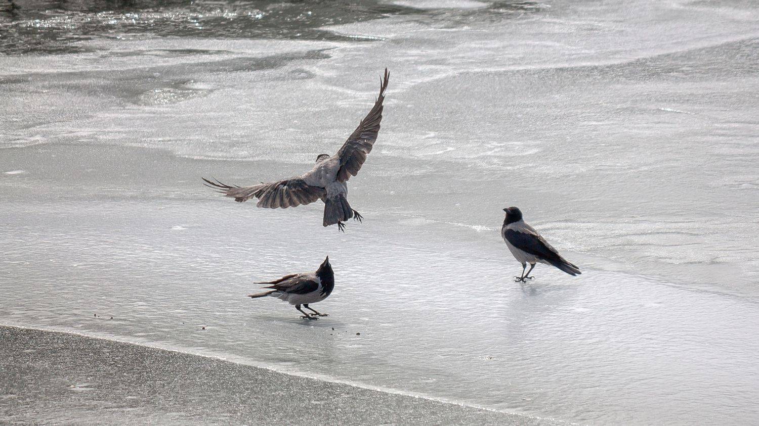 , Елисеев Александр
