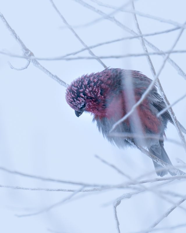 -42°… фото превью