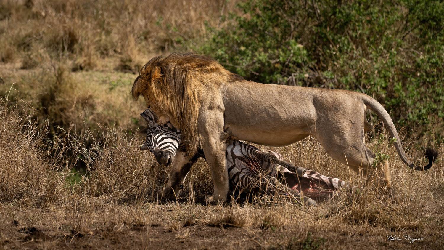 , Николай Мозгунов