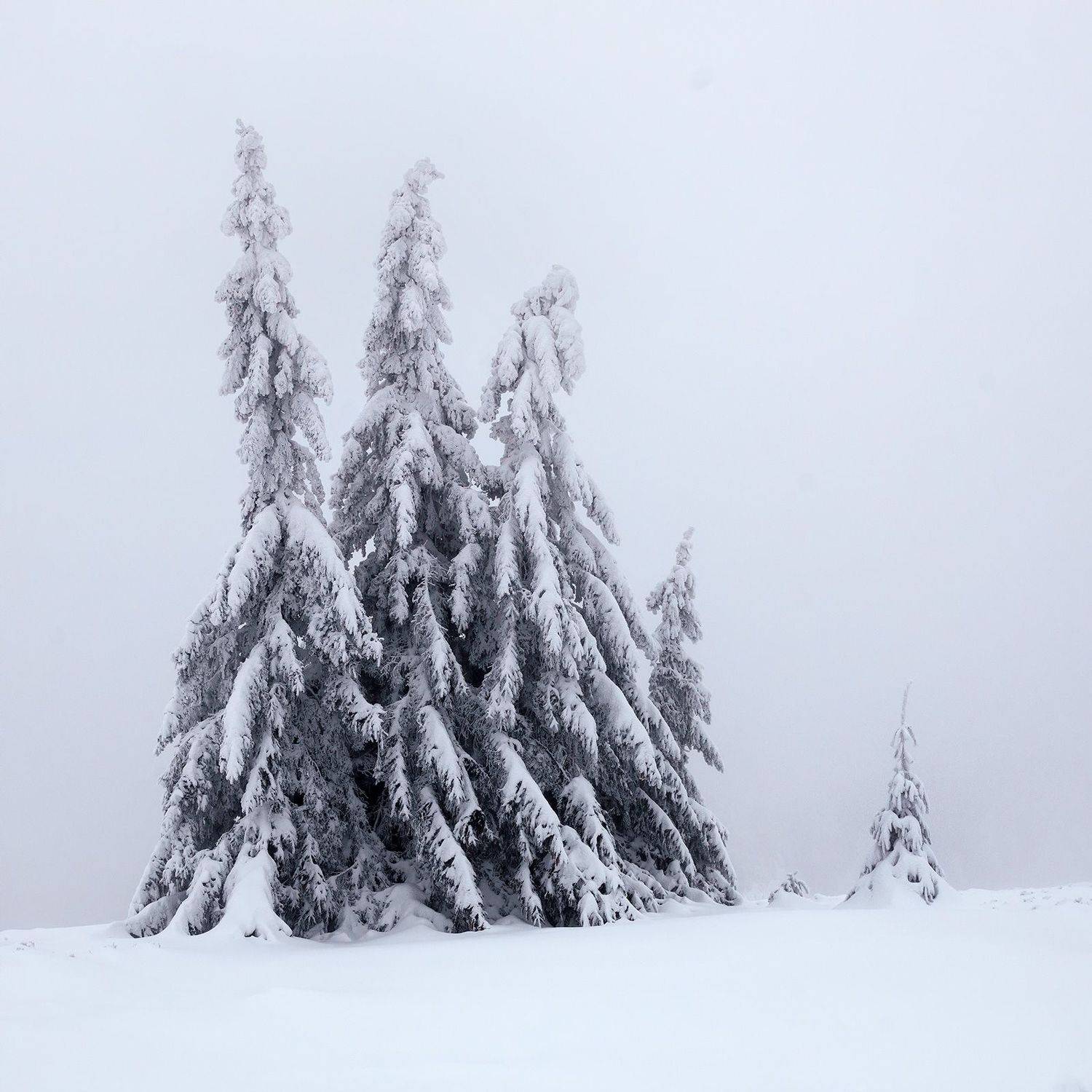 winter, snow, cold, snowing, ice, wintertime, forest, woods, trees, tree, hiking, wood, outdoors, cz, czechrepublic, europe, valassko, beskydy, sigma, nikon, art, white, landscape, blue, clouds, nature, christmas, beauty, scenery, bluehour, outside, xmas, Овчинников Дмитрий